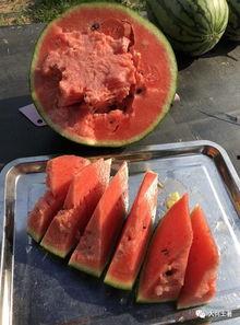 近期热门吃瓜网红,揭秘近期热门吃瓜网红背后的故事  第3张